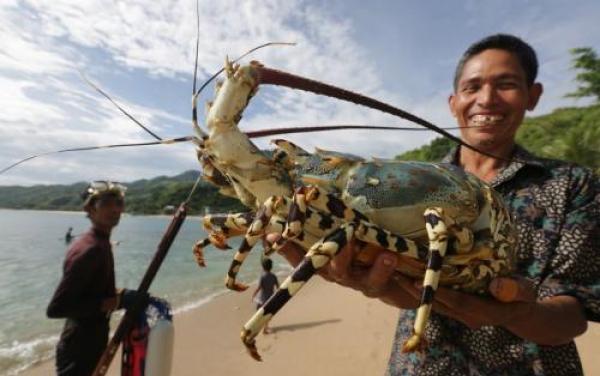 Alasan Mengapa Kuliner Lobster Bayarnya Mahal?
