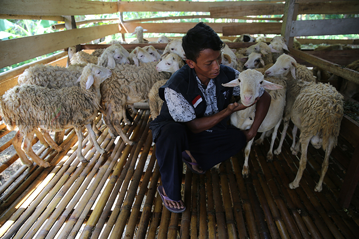 Hardi peternak domba benoa saat melakukan aktivitas di kandang domba benoa plasma Dompe Dhuafa di Kampung Benoa, Serang, Banten, Rabu (5/6/2024). (Foto: Edwin B/ Muslim Obsession)