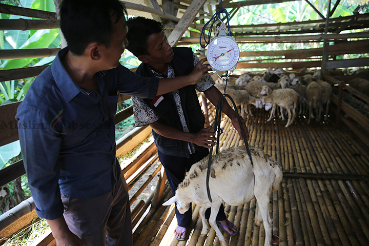 Sejumlah peternak melakukan penimbangan terhadap domba benoa di kandang domba benoa plasma Dompet Dhuafa di Kampung Benoa, Serang, Banten, Rabu (5/6/2024). (Foto: Edwin B/ Muslim Obsession)
