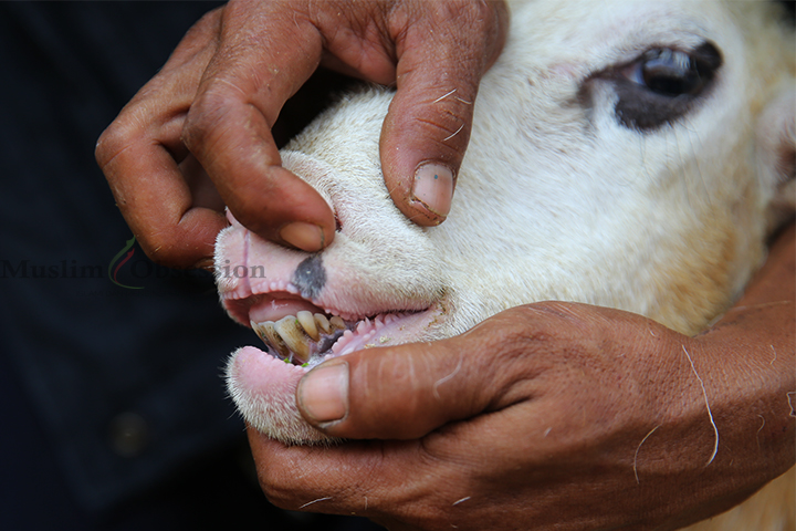 Seorang peternak menunjukkan gigi pada hewan domba di kandang domba benoa plasma Dompet Dhuafa di Kampung Benoa, Serang, Banten, Rabu (5/6/2024). (Foto: Edwin B/ Muslim Obsession)