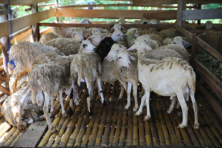 Sejumlah hewan kurban domba benoa di kandang domba benoa plasma Dompet Dhuafa di Kampung Benoa, Serang, Banten, Rabu (5/6/2024). (Foto: Edwin B/ Muslim Obsession)