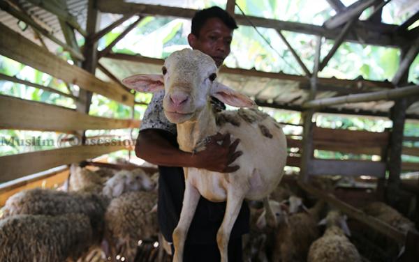 FOTO: Intip Kandang Domba Benoa Plasma