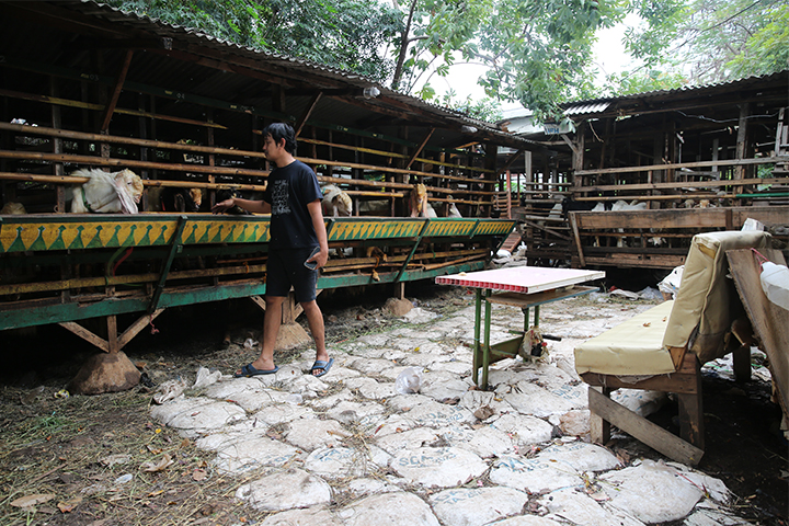 Zaenal menjelaskan, sekitar 500 ekor kambing yang tersedia di kandang kambing KKS di Kelapa Dua, Jakarta Barat, Selasa (11/6/2024). (Foto: Edwin B/ Muslim Obsession) 
