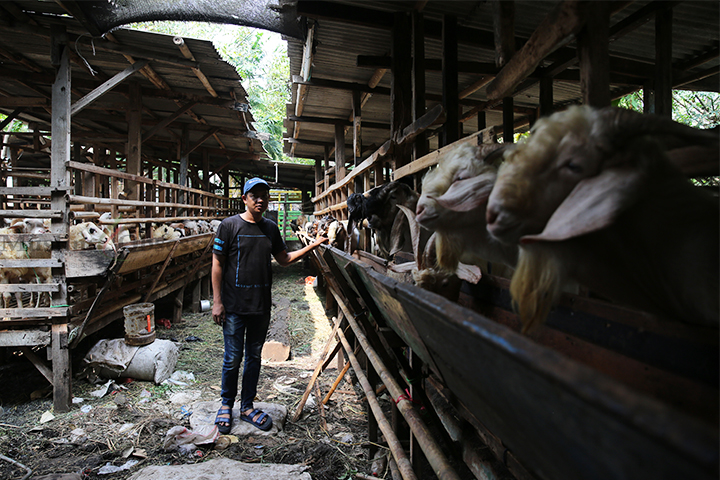 Zaenal salah satu pemilik kandang kambing KKS Kelapa Dua, Jakarta Barat, Selasa (11/6/2024). (Foto: Edwin B/ Muslim Obsession) 