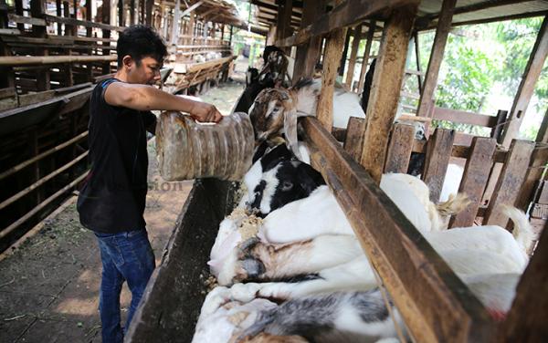FOTO: Kebutuhan Hewan Kurban