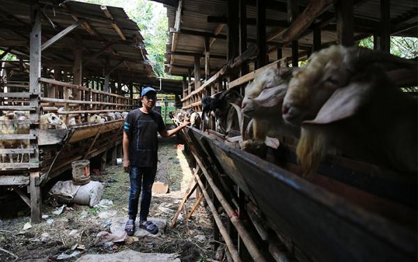 Jangan Kasih Upah Juleha berupa Kepala, Kaki atau Kulit dari Hewan Qurban!