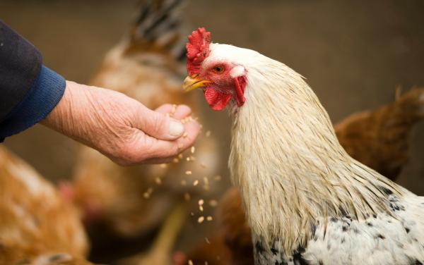 Tahukah Kamu, Ada Sahabat Nabi yang Berqurban Ayam, Emang Boleh?