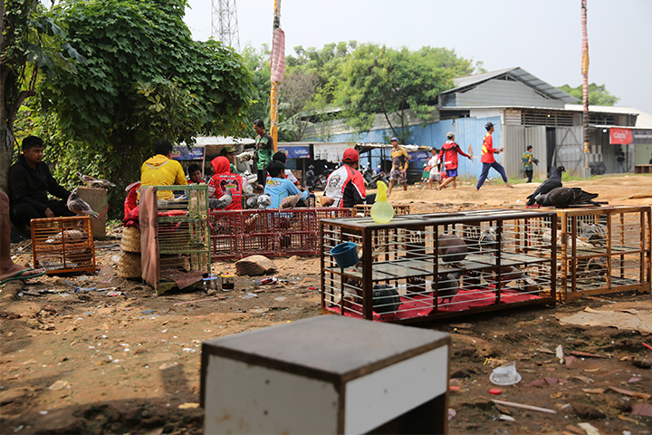 Sejumlah pecinta burung dara melatih burungnya di lapangan Kawasan Srengseng, Jakarta Barat, Selasa (18/6/2024). (Foto: Edwin B/ Muslim Obsession)