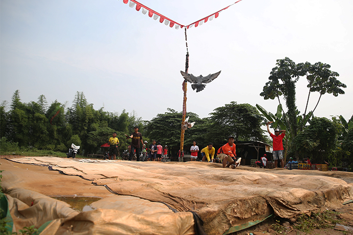 Sejumlah pecinta burung dara melatih burungnya di lapangan Kawasan Srengseng, Jakarta Barat, Selasa (18/6/2024). (Foto: Edwin B/ Muslim Obsession)
