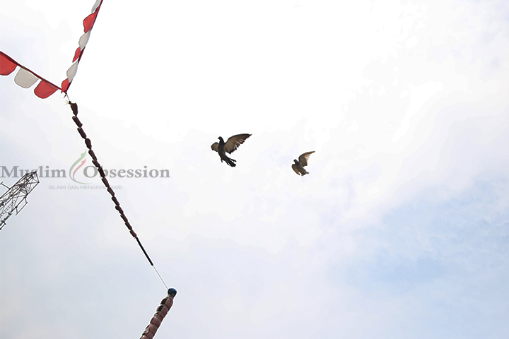 Latihan burung dara di lapangan Kawasan Srengseng, Jakarta Barat, Selasa (18/6/2024). (Foto: Edwin B/ Muslim Obsession)