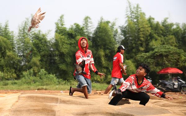 FOTO: Potret Pecinta Burung Dara