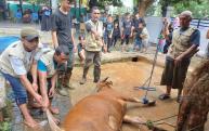 Potong Hewan Qurban, KKMB Tebarkan 600 Kupon