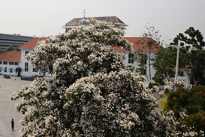 Bunga asal Negara Brasil bermekaran di Kawasan Kota Tua Jakarta, Selasa (1/10/2024). (Foto: Edwin B/ Muslim Obsession)