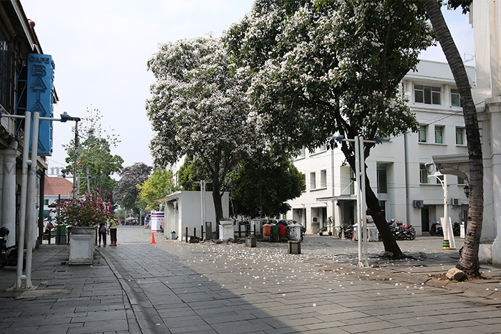Bunga asal Negara Brasil bermekaran di Kawasan Kota Tua Jakarta, Selasa (1/10/2024). (Foto: Edwin B/ Muslim Obsession)