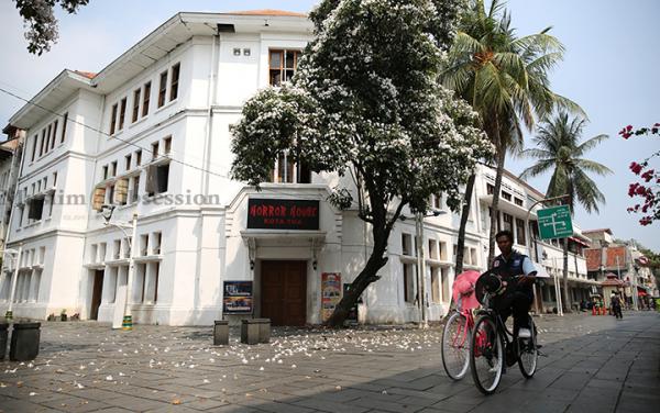 FOTO: Bunga Asal Negara Brasil Bermekaran di Kota Tua Jakarta