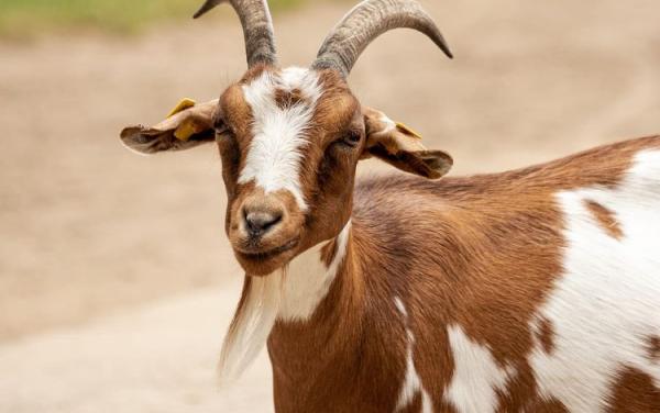 Bolehkah Aqiqah Selain Kambing? Begini Penjelasan 4 Mazhab