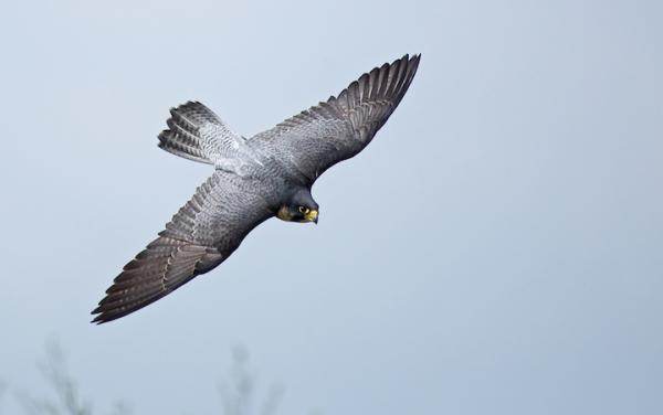 Belajar Tawakal dari Seekor Burung