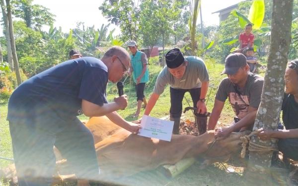 Alhamdulillah, PTQ. Pondok Bambu Sembelih Tiga Sapi dan Lima Domba
