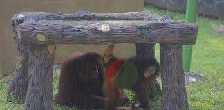 Aktivitas orangutan di Taman Margasatwa Ragunan setelah dibuka kembali