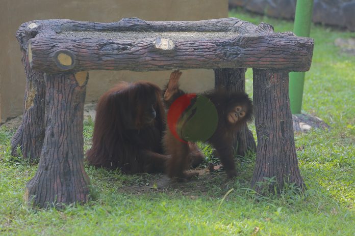 Aktivitas orangutan di Taman Margasatwa Ragunan setelah dibuka kembali